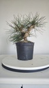 * P 6 Pinus thunbergii 100 euros con envio gratis peninsula.