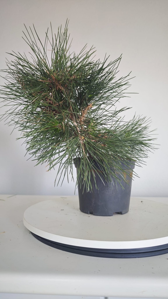 * P 7 Pinus thunbergii 100 euros con envio gratis peninsula.