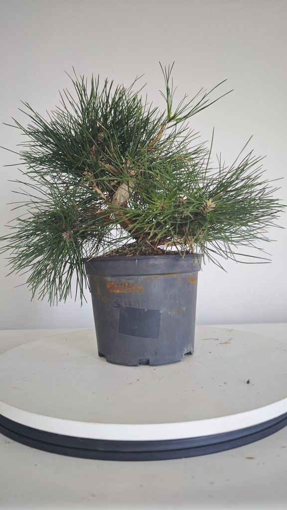 * P 7 Pinus thunbergii 100 euros con envio gratis peninsula.