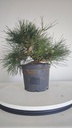 * P 7 Pinus thunbergii 100 euros con envio gratis peninsula.