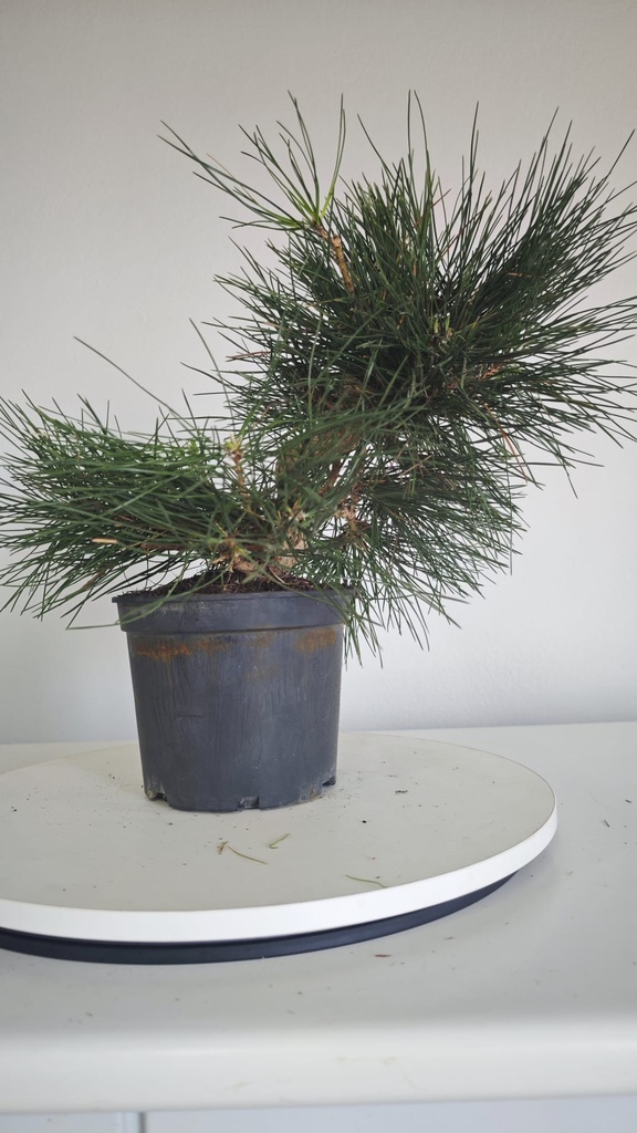 * P 7 Pinus thunbergii 100 euros con envio gratis peninsula.