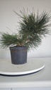 * P 7 Pinus thunbergii 100 euros con envio gratis peninsula.