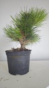 * P 8 Pinus thunbergii 100 euros con envio gratis peninsula.