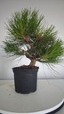 * P 8 Pinus thunbergii 100 euros con envio gratis peninsula.