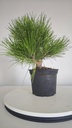 * P 8 Pinus thunbergii 100 euros con envio gratis peninsula.