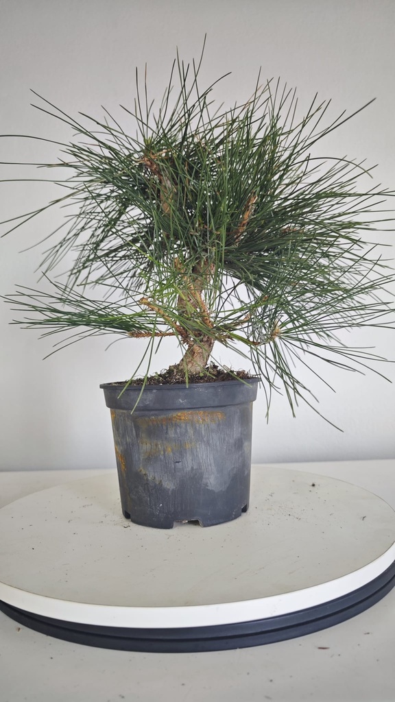 * P 9 Pinus thunbergii 100 euros con envio gratis peninsula.