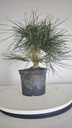 * P 9 Pinus thunbergii 100 euros con envio gratis peninsula.