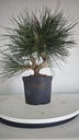 * P 9 Pinus thunbergii 100 euros con envio gratis peninsula.