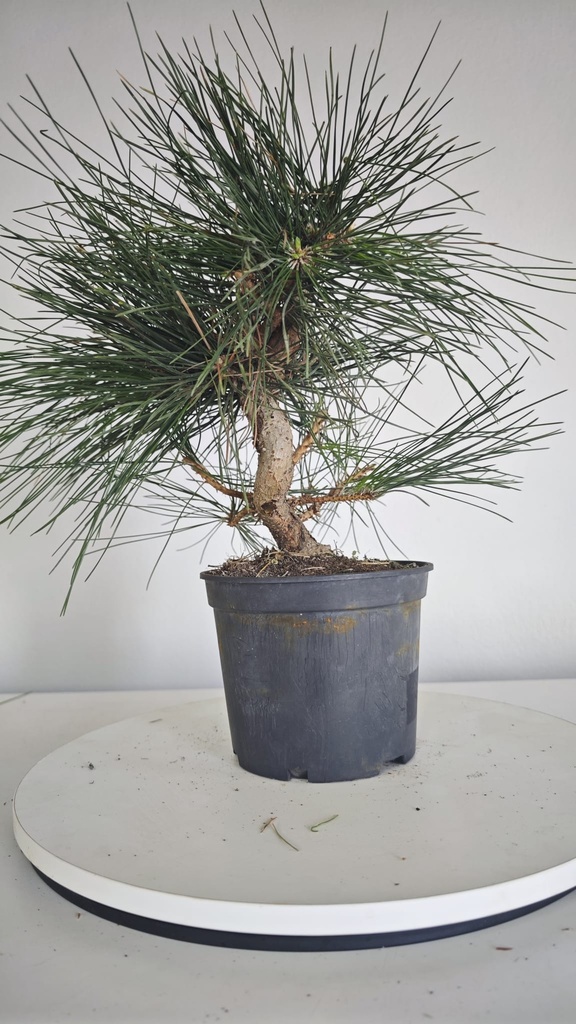 * P 9 Pinus thunbergii 100 euros con envio gratis peninsula.