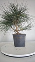 * P 9 Pinus thunbergii 100 euros con envio gratis peninsula.