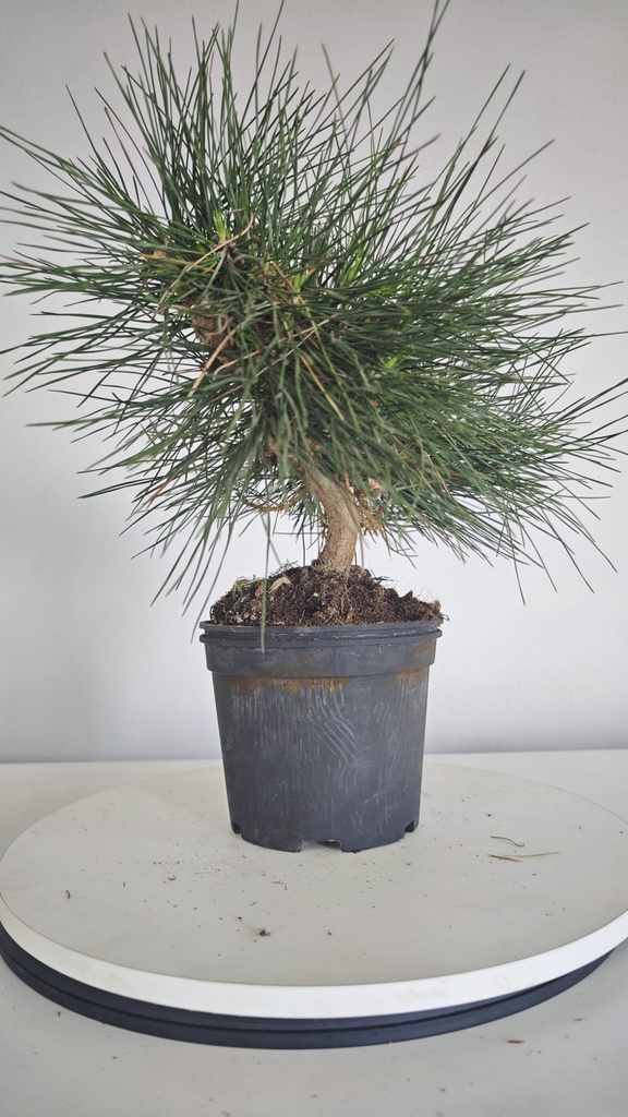 * P 11 Pinus thunbergii 70 euros con envio gratis peninsula.