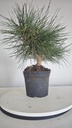 * P 11 Pinus thunbergii 70 euros con envio gratis peninsula.