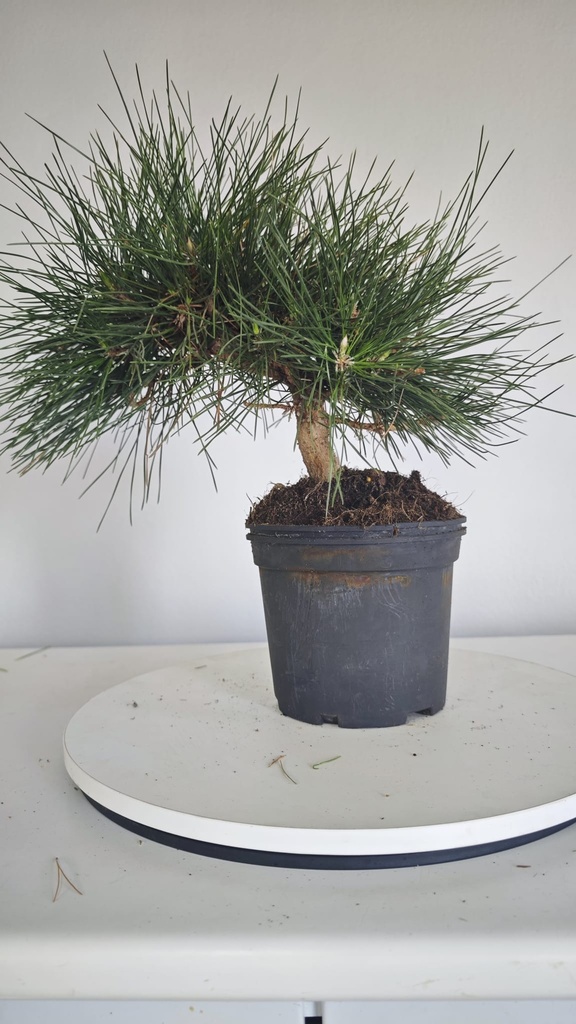 * P 11 Pinus thunbergii 70 euros con envio gratis peninsula.