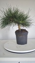 * P 11 Pinus thunbergii 70 euros con envio gratis peninsula.