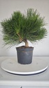 * P 12 Pinus thunbergii 70 euros con envio gratis peninsula.
