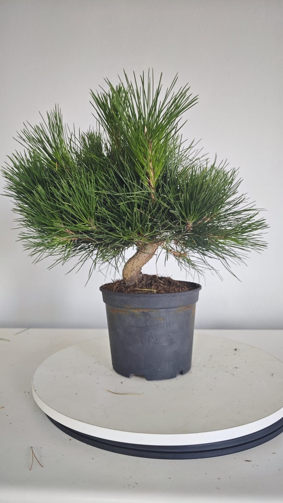 * P 12 Pinus thunbergii 70 euros con envio gratis peninsula.