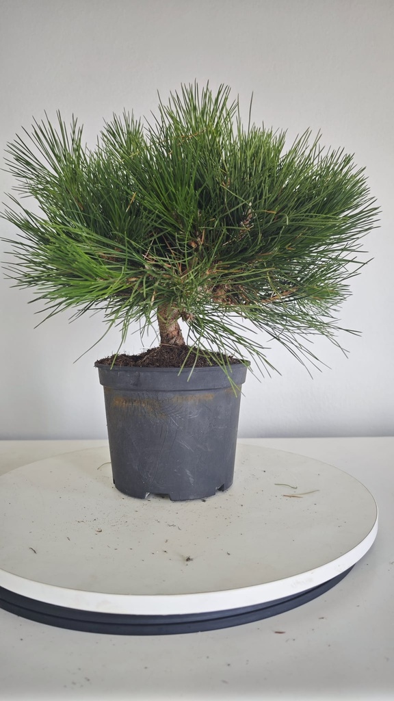 * P 12 Pinus thunbergii 70 euros con envio gratis peninsula.