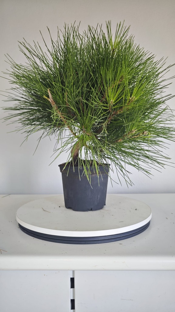 * P 13 Pinus thunbergii 70 euros con envio gratis peninsula.