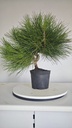 * P 13 Pinus thunbergii 70 euros con envio gratis peninsula.