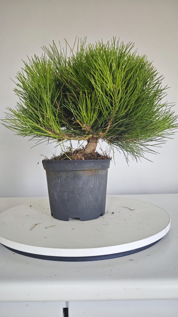 * P 14 Pinus thunbergii 70 euros con envio gratis peninsula.