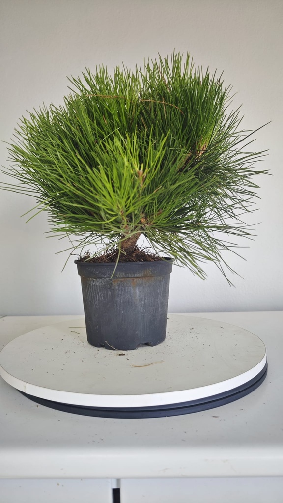 * P 14 Pinus thunbergii 70 euros con envio gratis peninsula.