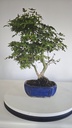 * P 2 Pinus thunbergii 70 euros con envio gratis peninsula.