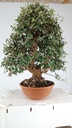 Quercus suber