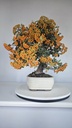 *PY 12. Pyracantha 200 euros con envio gratis peninsula.