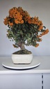 *PY 12. Pyracantha 200 euros con envio gratis peninsula.