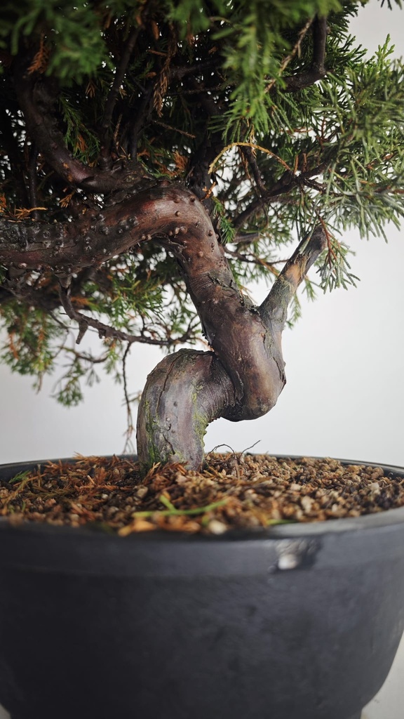 * I 5  Juniperus chinensis itoigawa 260 euros con envio gratis peninsula.
