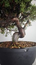 * I 5  Juniperus chinensis itoigawa 260 euros con envio gratis peninsula.