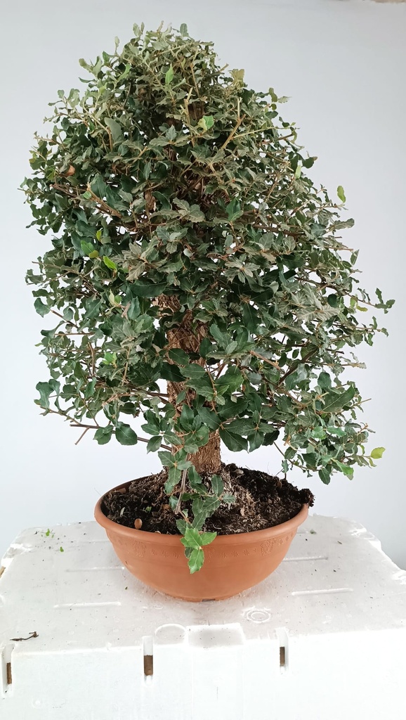 Quercus suber