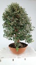Quercus suber