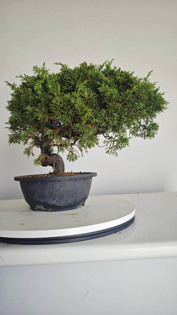 * I 5  Juniperus chinensis itoigawa 260 euros con envio gratis peninsula.
