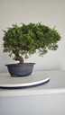 * I 5  Juniperus chinensis itoigawa 260 euros con envio gratis peninsula.