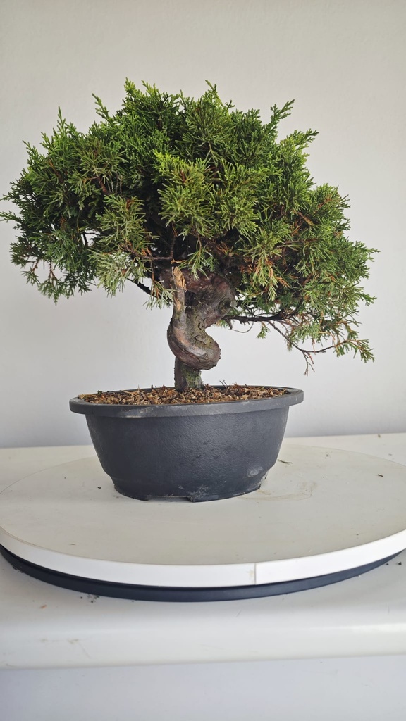 * I 5  Juniperus chinensis itoigawa 260 euros con envio gratis peninsula.