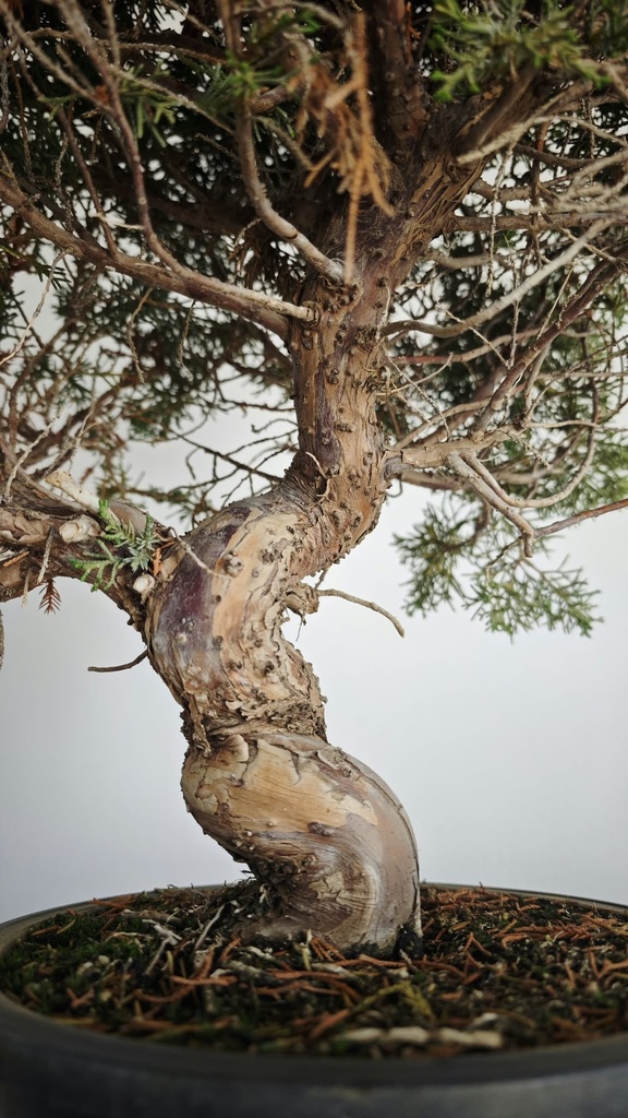 *KI 12 Juniperus chinensis kishu 230 euros con envio aleatorio y gratis peninsula