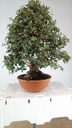 Quercus suber