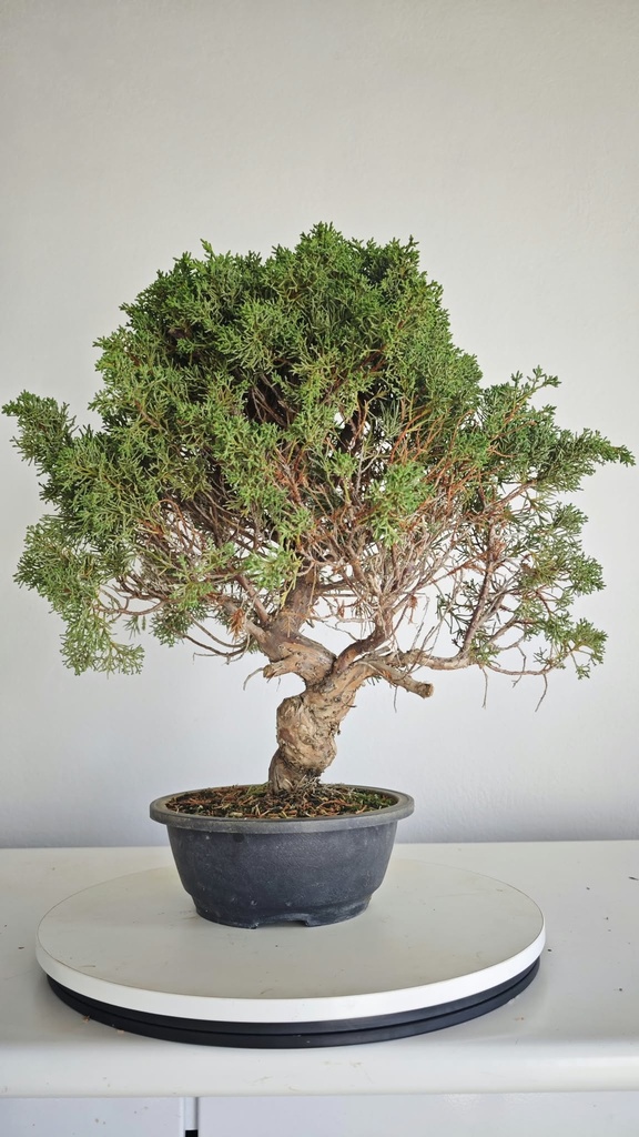 *KI 12 Juniperus chinensis kishu 230 euros con envio aleatorio y gratis peninsula