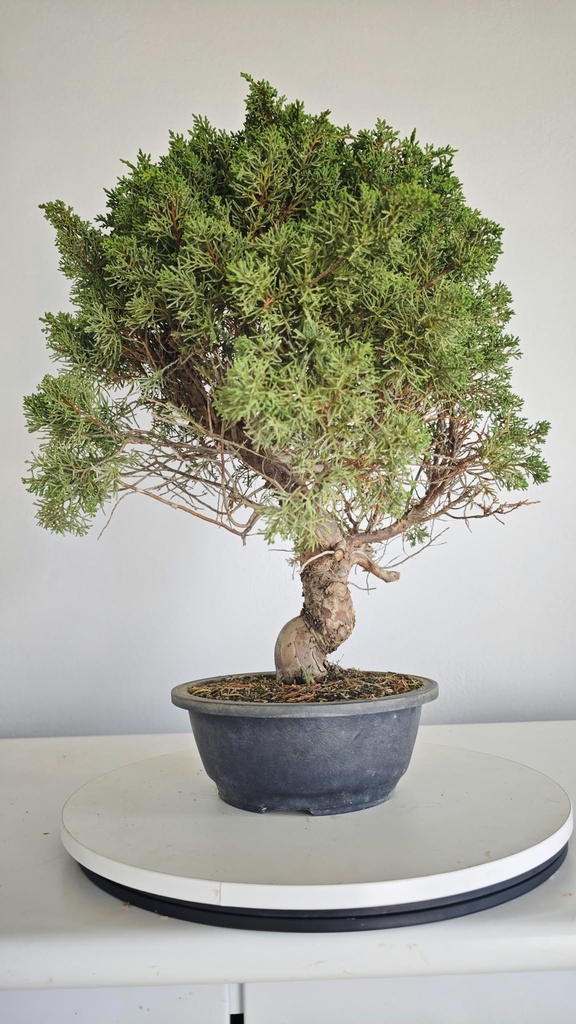 *KI 12 Juniperus chinensis kishu 230 euros con envio aleatorio y gratis peninsula