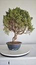 *KI 10 Juniperus chinensis kishu 230 euros con envio aleatorio y gratis peninsula