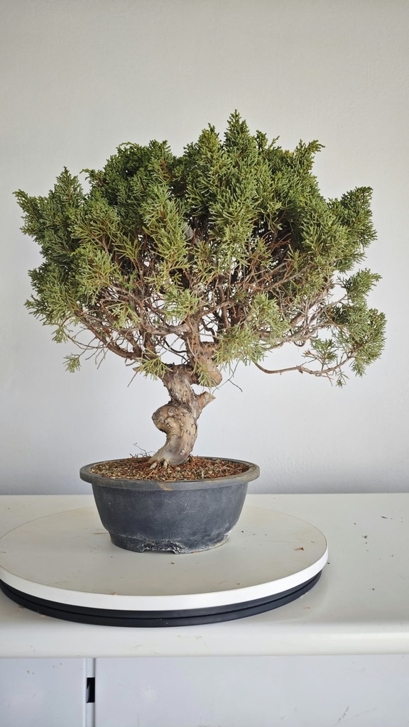 *KI 10 Juniperus chinensis kishu 230 euros con envio aleatorio y gratis peninsula