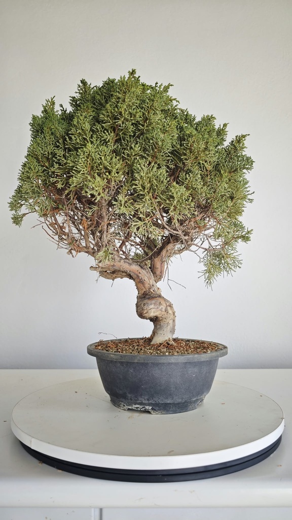 *KI 10 Juniperus chinensis kishu 230 euros con envio aleatorio y gratis peninsula