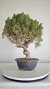 *KI 11 Juniperus chinensis kishu 230 euros con envio aleatorio y gratis peninsula