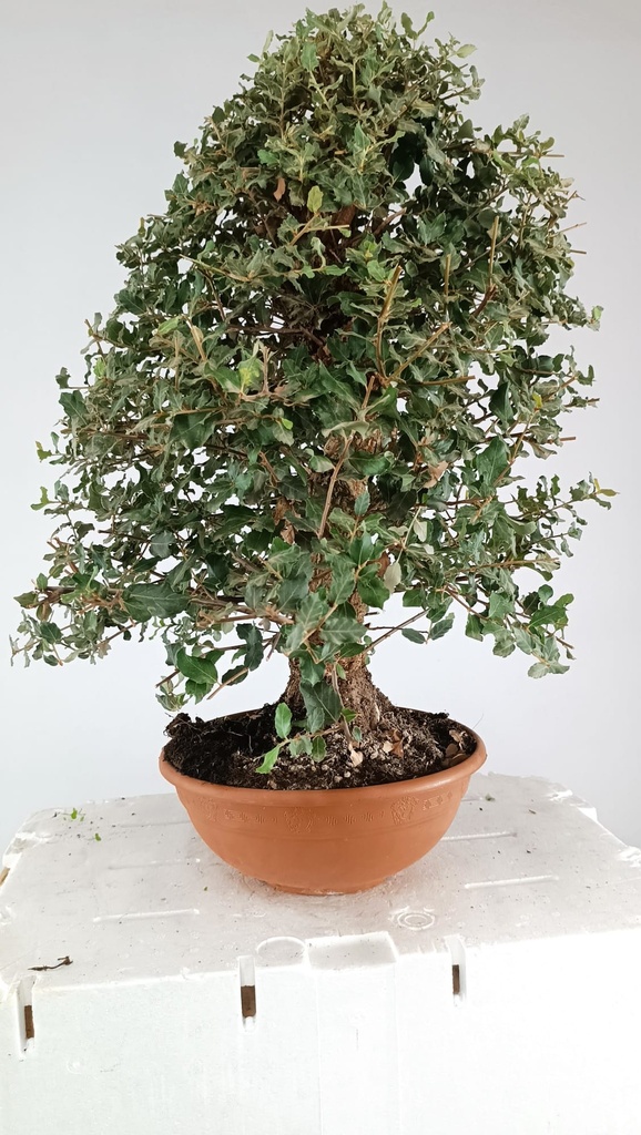 Quercus suber