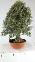 Quercus suber