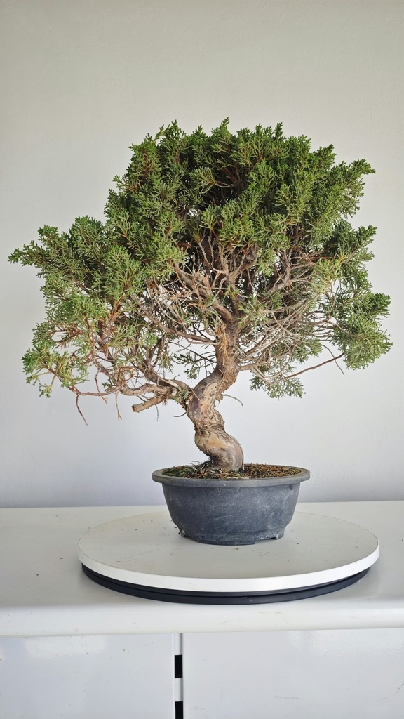 *KI 11 Juniperus chinensis kishu 230 euros con envio aleatorio y gratis peninsula