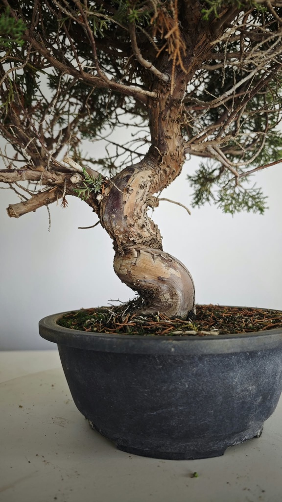 *KI 11 Juniperus chinensis kishu 230 euros con envio aleatorio y gratis peninsula