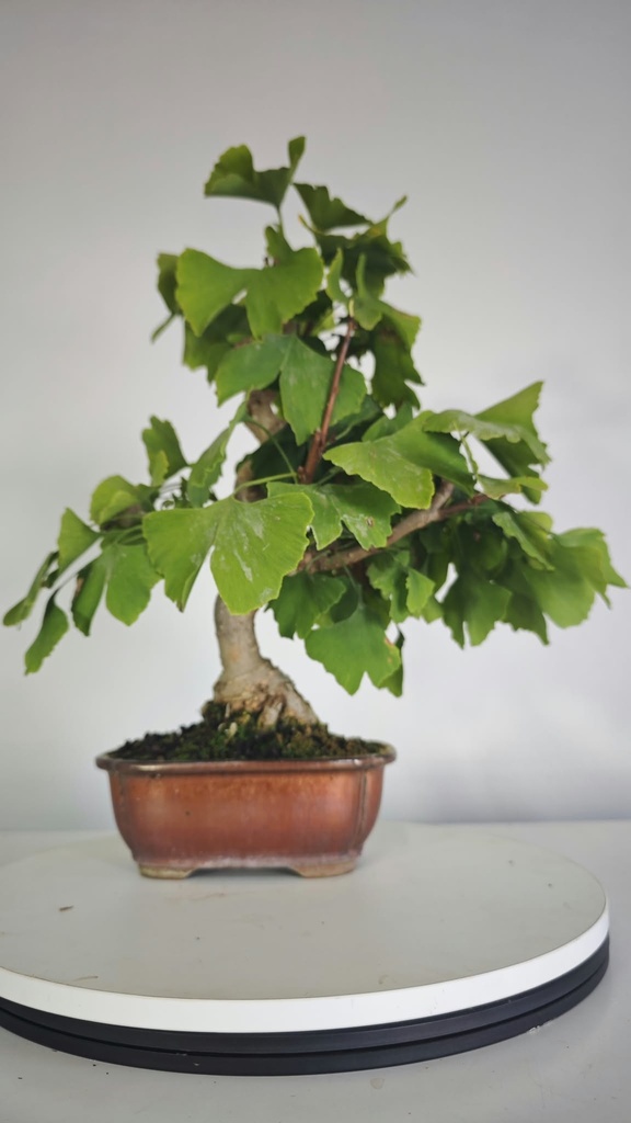 *GI 4. Ginkgo biloba 120 euros con envio gratis peninsula.