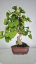 *GI 5. Ginkgo biloba 120 euros con envio gratis peninsula.